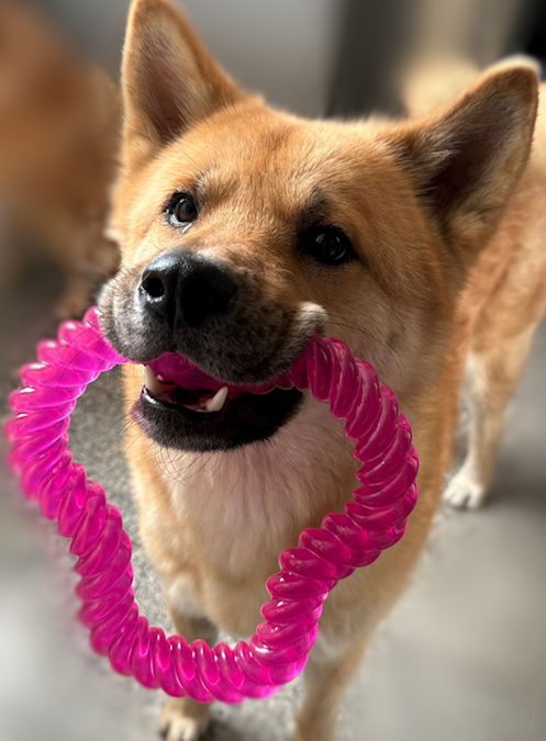 Koda-geadopteerd