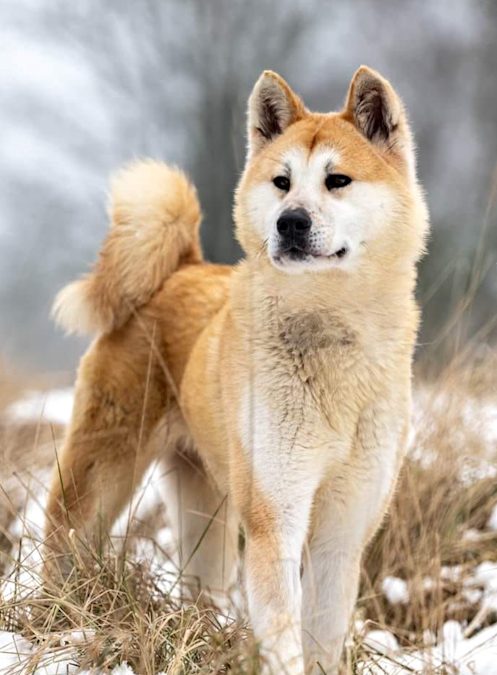 Anubi-Suki-geadopteerd