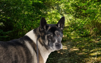 Aiki