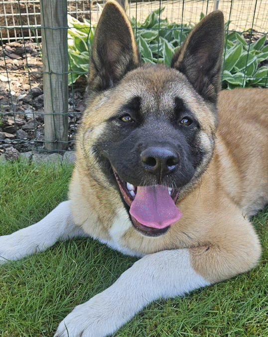 Zara-geadopteerd
