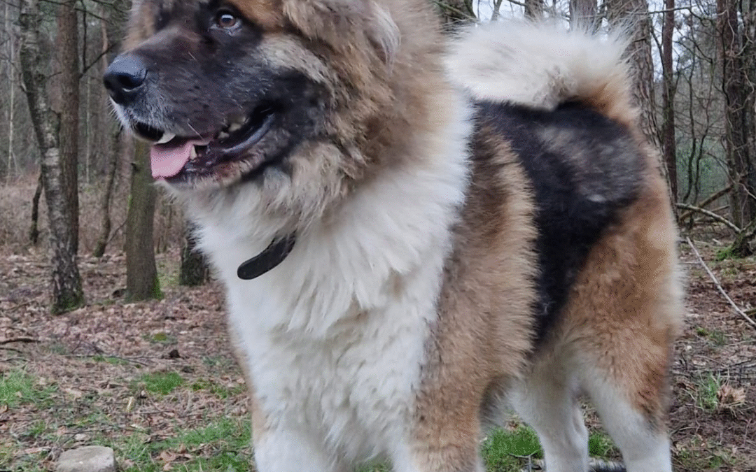 Darco-geadopteerd