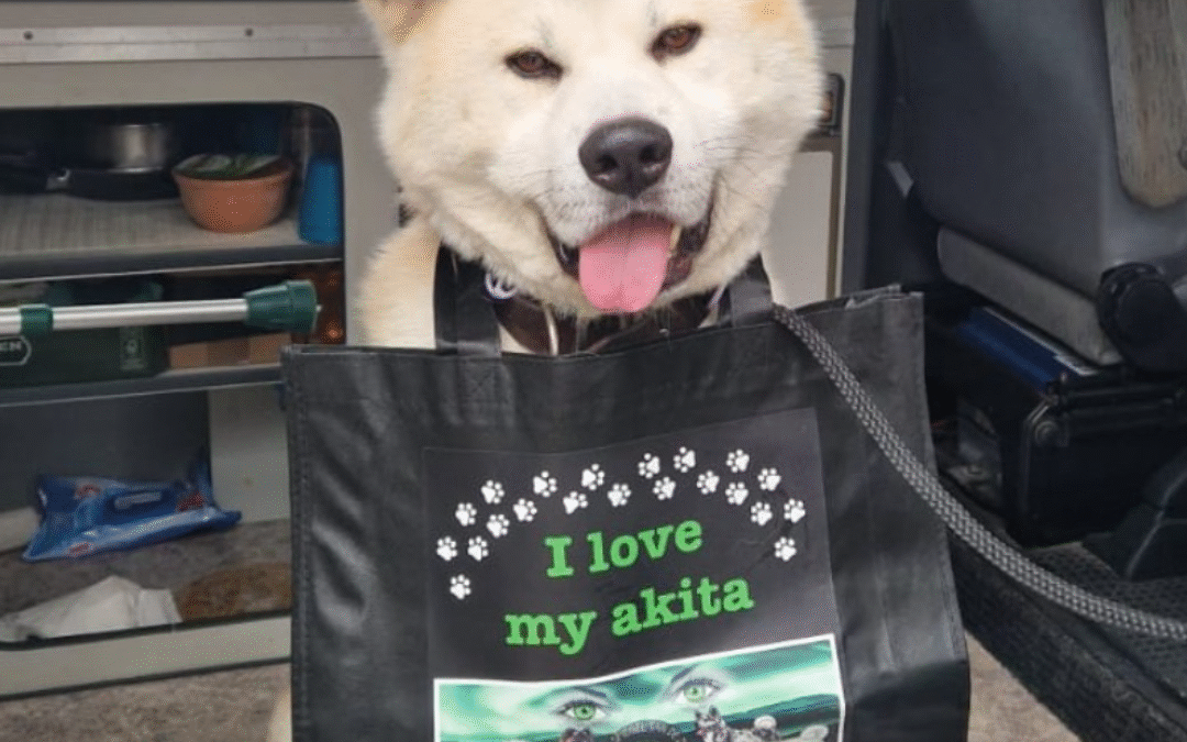 Kito-geadopteerd