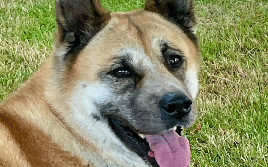 Mika Geadopteerd