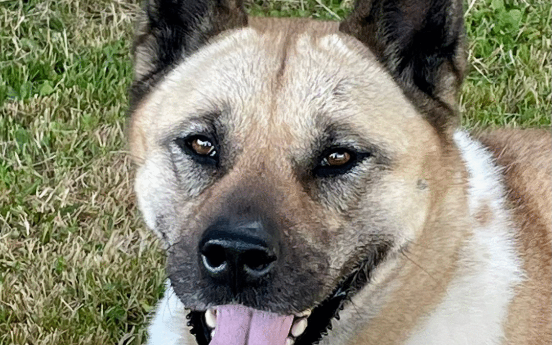Nikki Geadopteerd