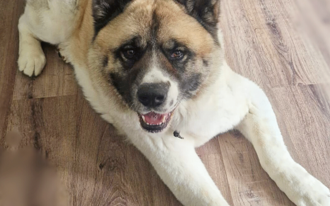 Rocky-geadopteerd